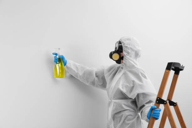 Professional Mold Removal & Remediation in Wheeling, IL